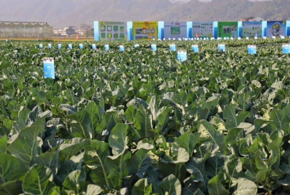 田埂上的“种芯”盛会