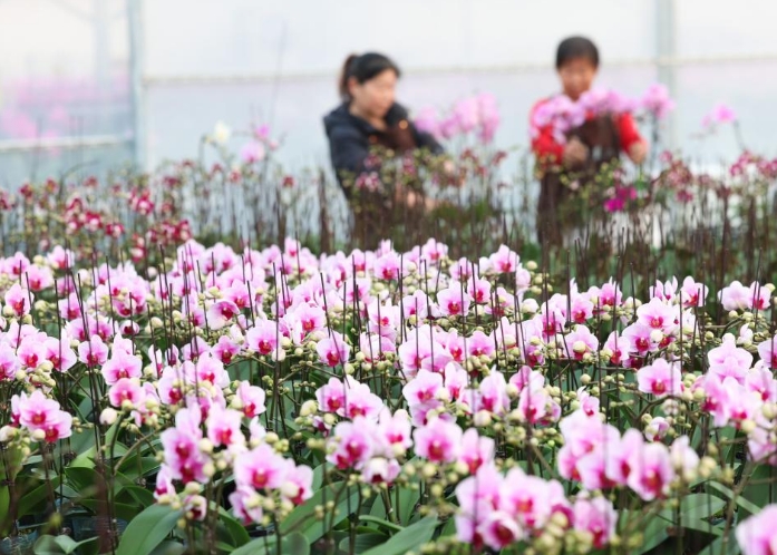 新年将至 鲜花经济迎“绽放”