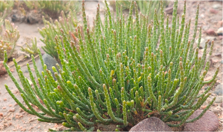 盐碱地的 “耐盐王者”:首个四倍体盐角草完整基因组解密