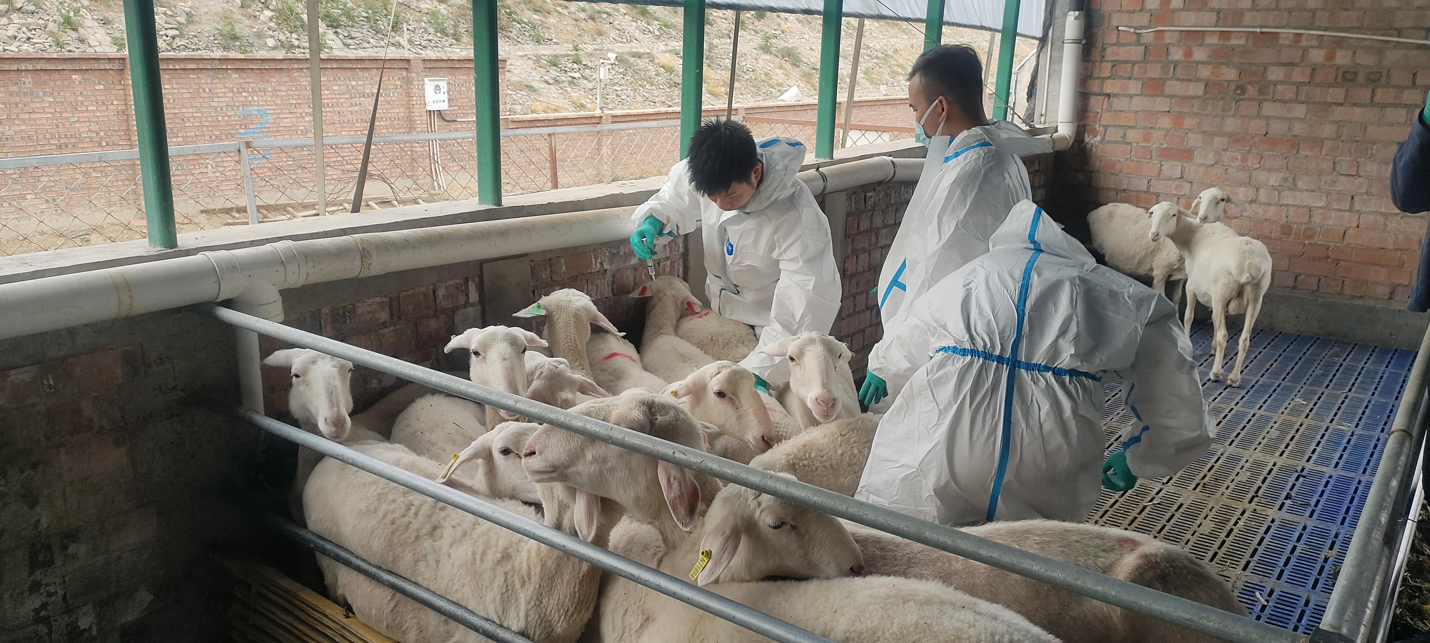 宁浙携手育出体细胞克隆滩羊