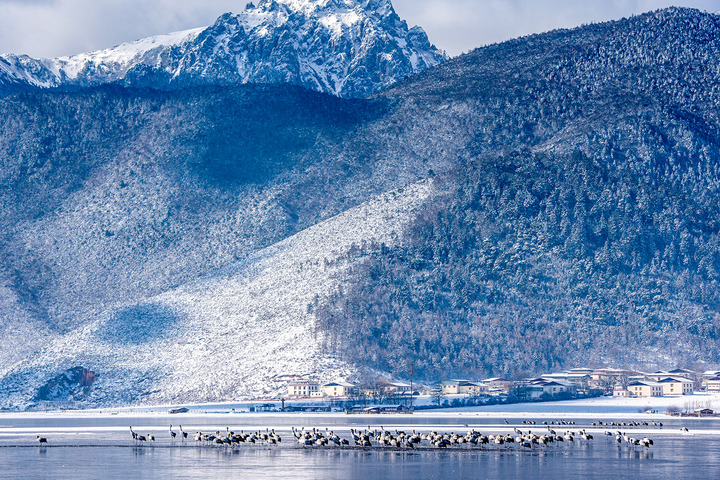 云南迪庆：“生态立州”筑牢长江上游生态屏障