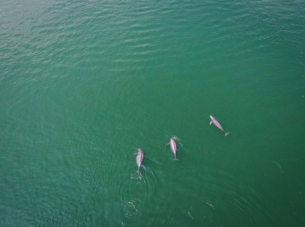 长江禁渔五年，发生了哪些变化？