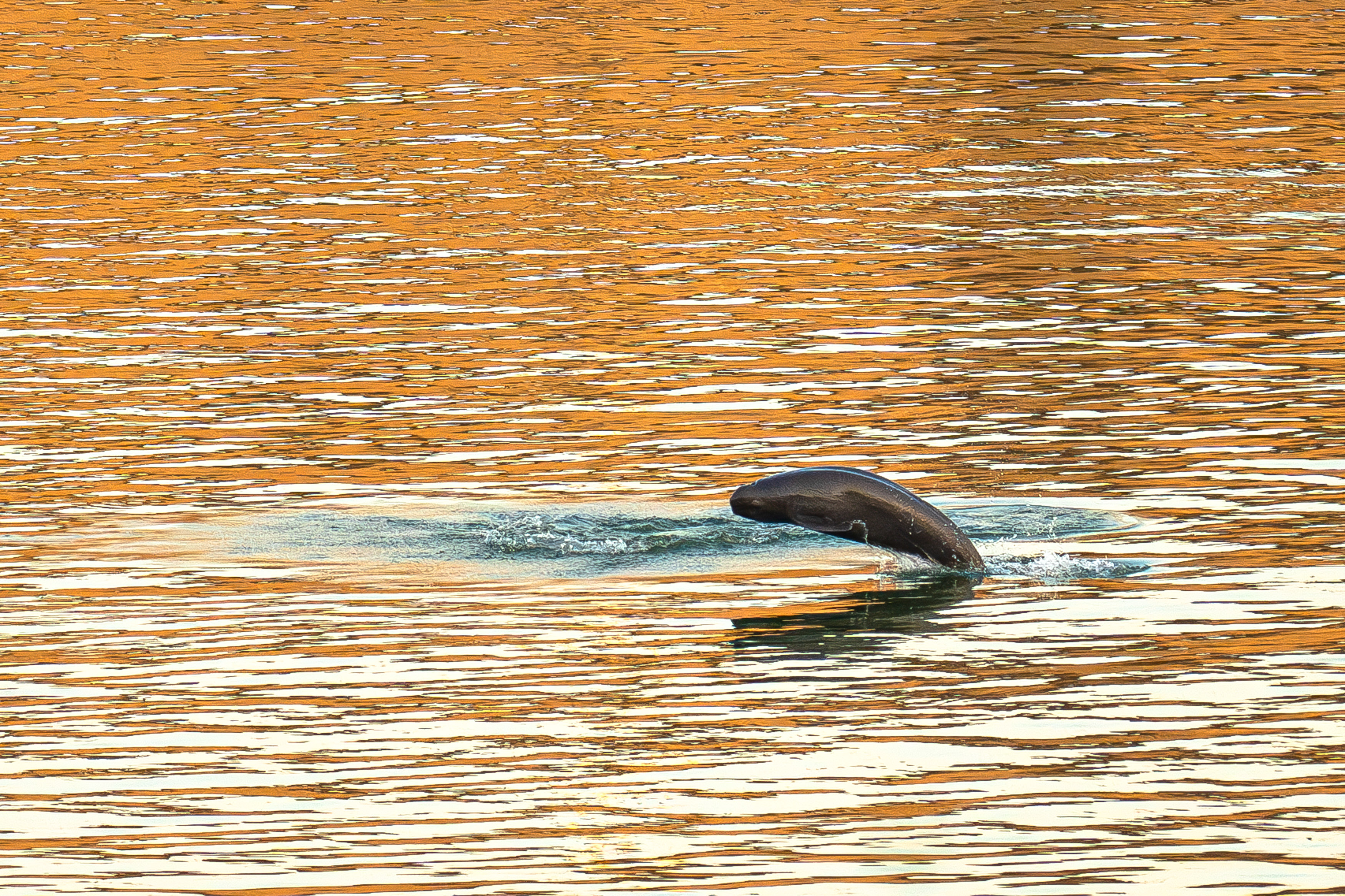 长江禁渔五年，发生了哪些变化？