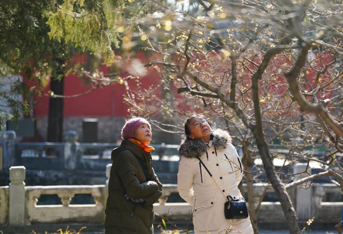 北京卧佛寺：古刹寻梅