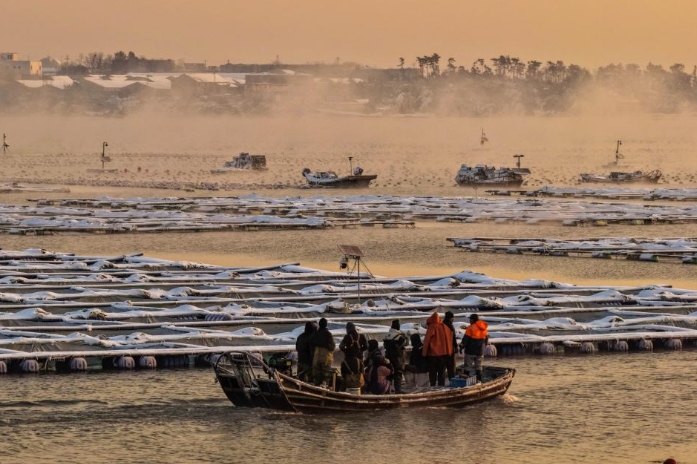 山东荣成：雪后海湾出现“海浩”景观