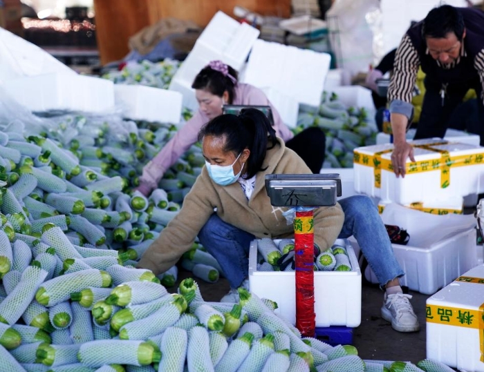 云南元谋：南菜北运生产忙