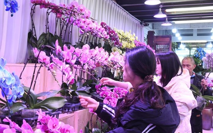 农历新年临近 重庆花市鲜花俏销迎马年