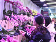 农历新年临近 重庆花市鲜花俏销迎马年