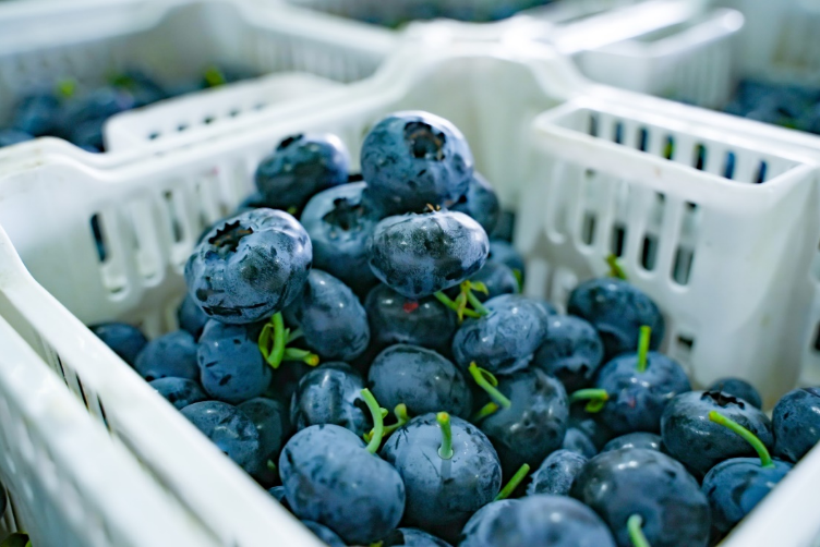 拼多多“年货节”来了，东部年货持续西进，宁夏滩羊走进香港