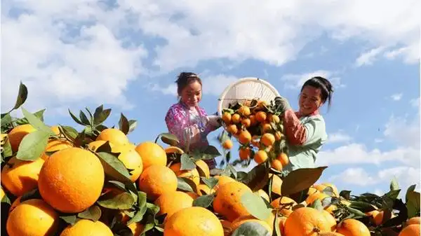 2025年“三农”发展行稳致远