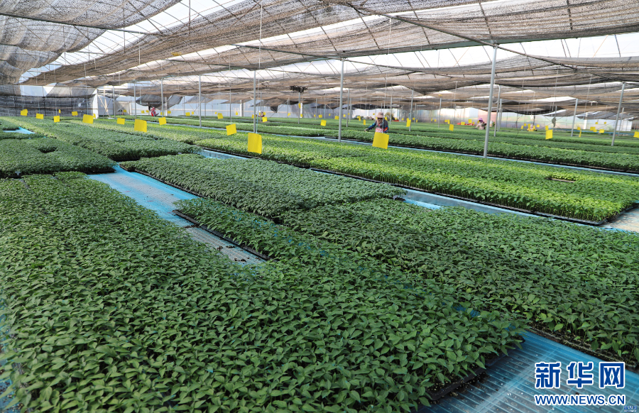 农业农村部召开种业振兴行动部门工作协调机制会议