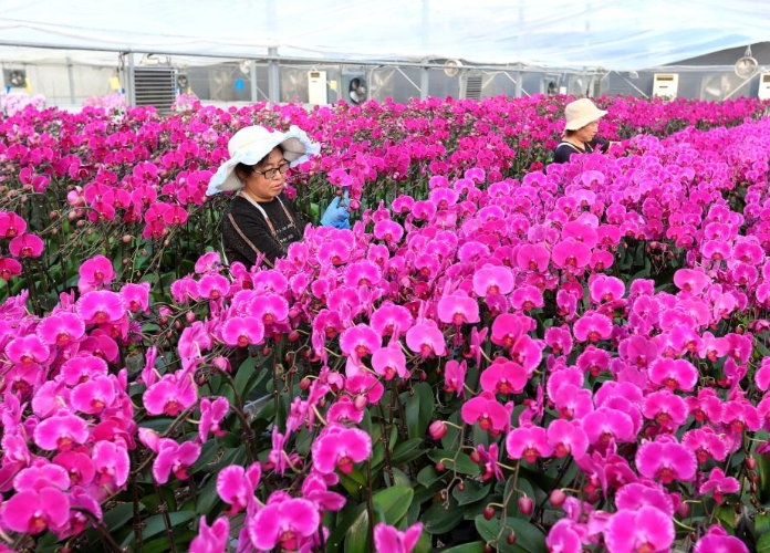 山东即墨：年宵花产销两旺