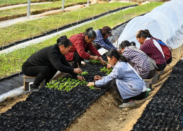 江西宜春：冬日育苗备春播