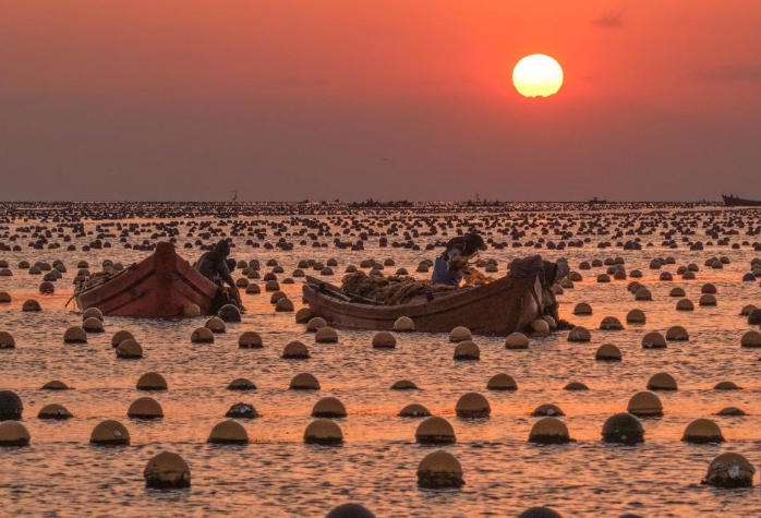 山东荣成：收获小海带 供应春节市场