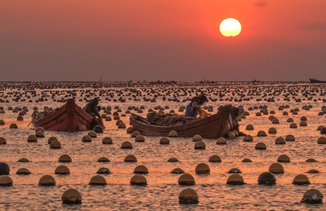 山东荣成：收获小海带 供应春节市场