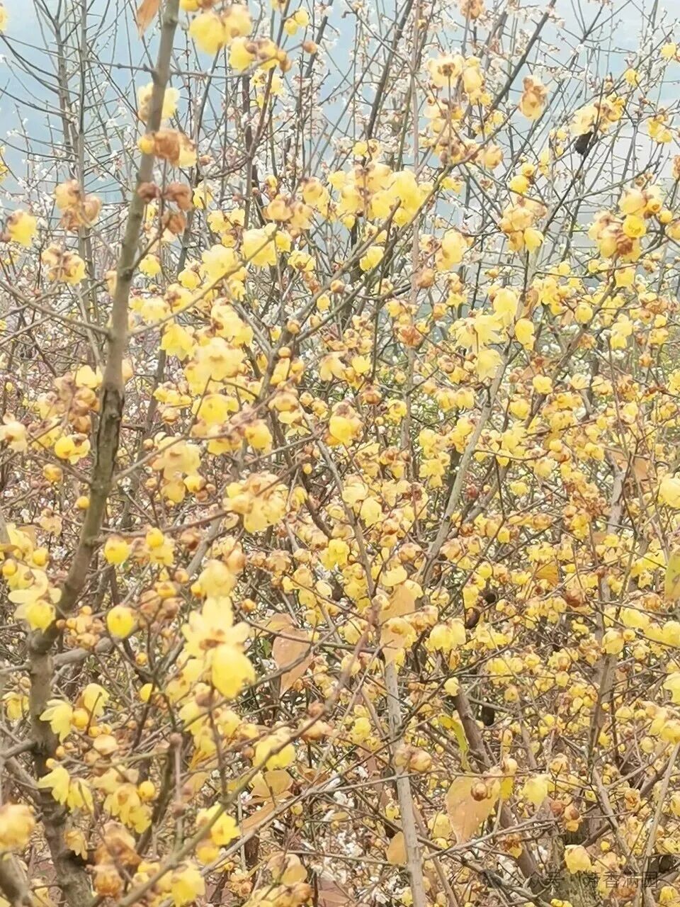 我把腊梅带回家