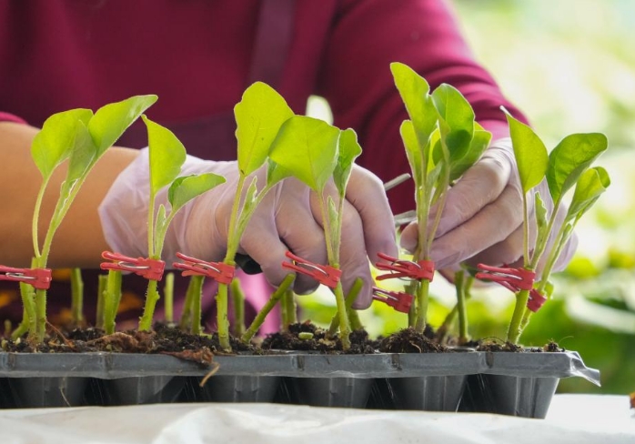 山东莘县：冬季大棚蔬菜种苗嫁接忙