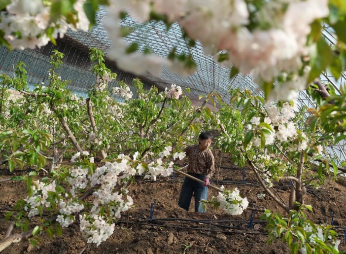 河北秦皇岛：大棚樱桃花开果农忙