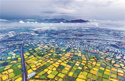 锚定“三农”强根基 履职建言促振兴