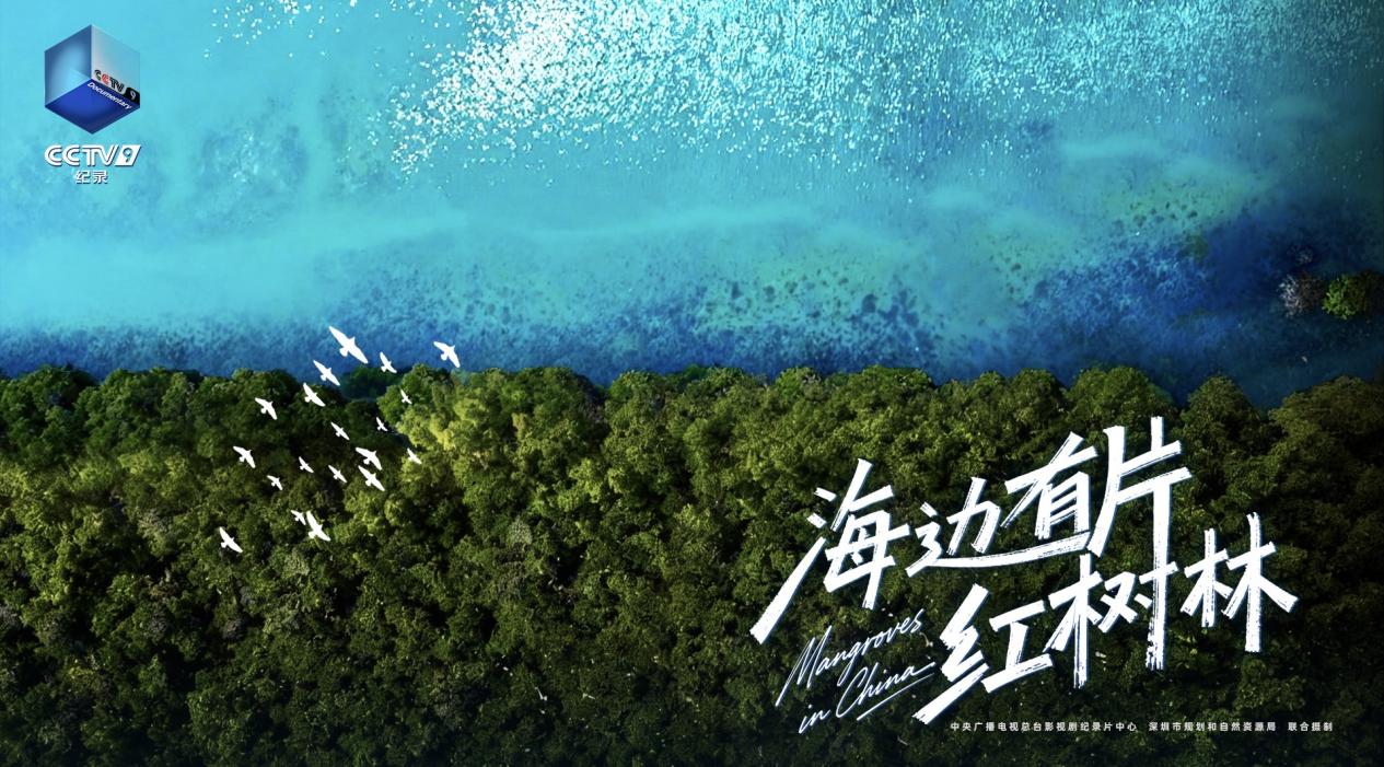 纪录片《海边有片红树林》开播