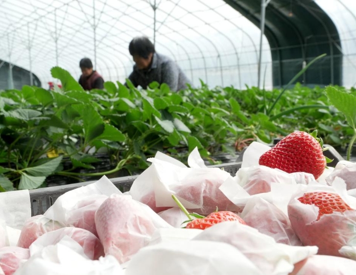 河北卢龙：特色果蔬种植促农增收