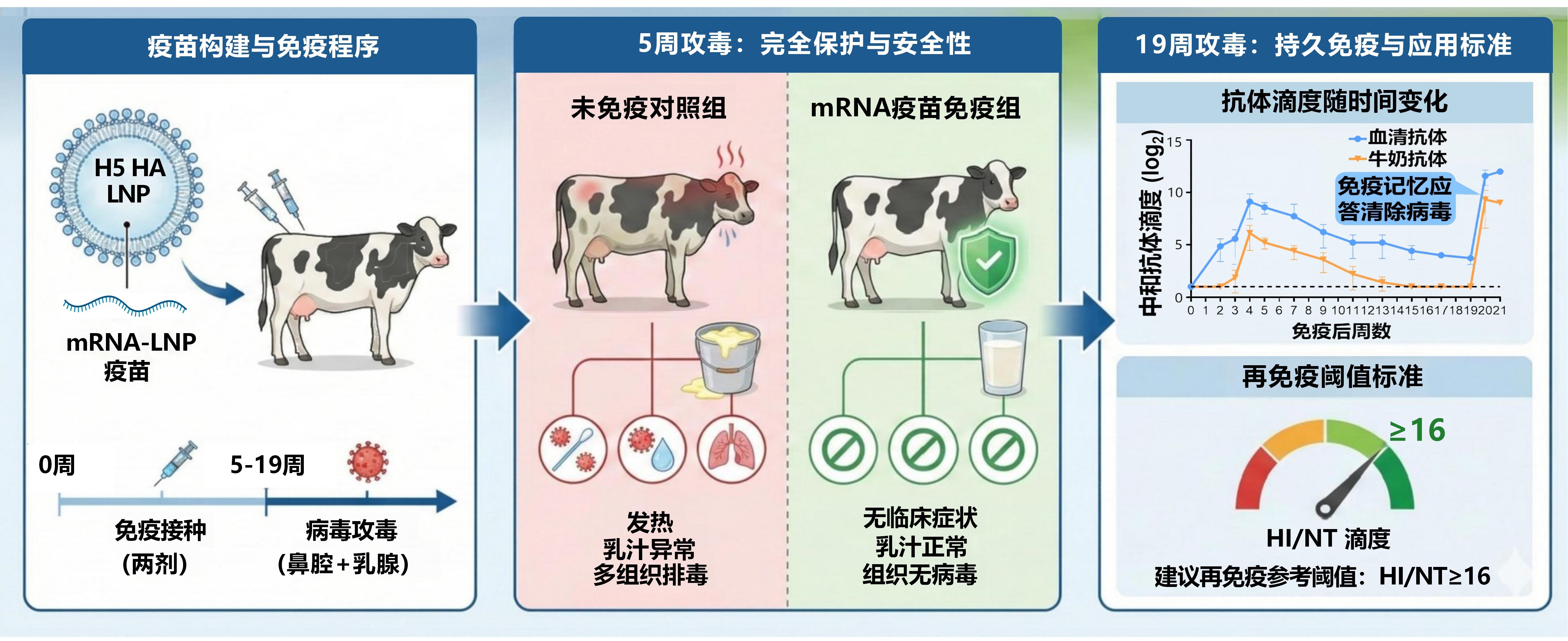 我国研制出首款安全有效H5牛流感mRNA疫苗