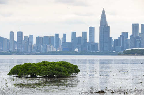广东深圳福田红树林国际重要湿地(9310488)-20260206091443