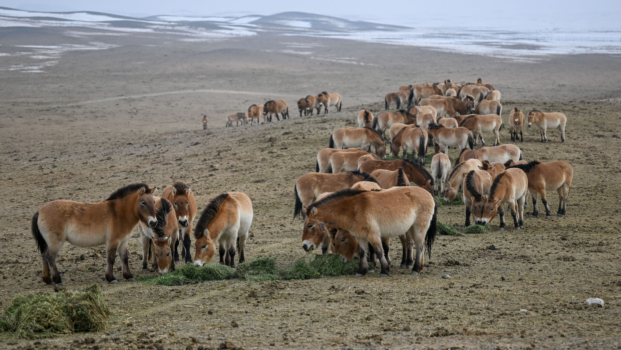 新春走基层丨探访旷野守马人