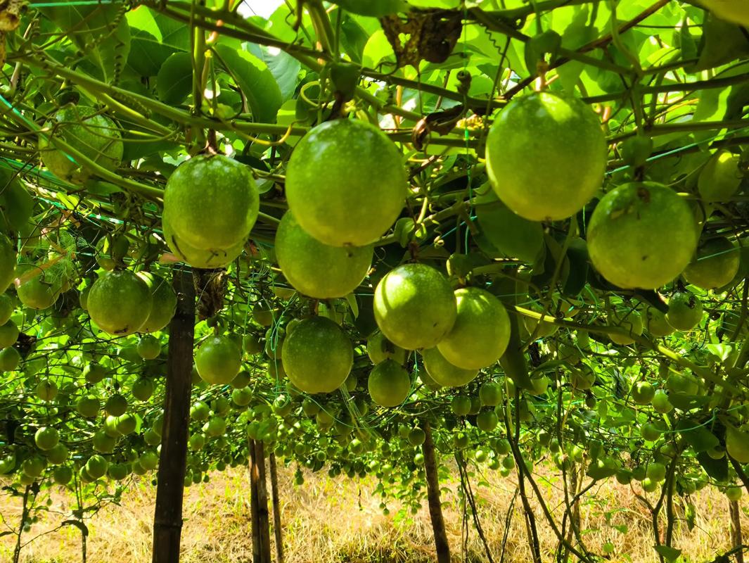带回“村超”果实