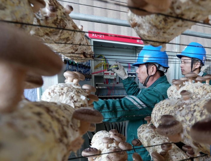 电力服务进大棚 护航百姓“菜篮子”