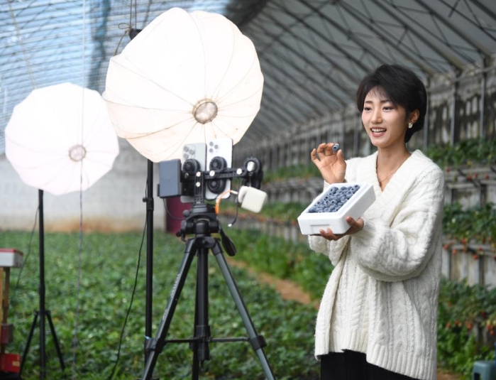 北京平谷：蓝莓采收正当时