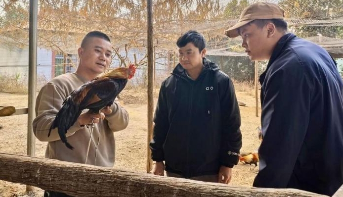 云南瑞丽“95 后”青年返乡创业：一只“漂亮鸡”带动致富路