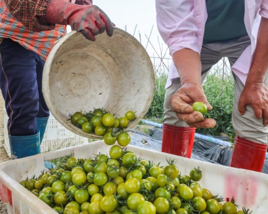 海南定安：圣女果产业提质升级