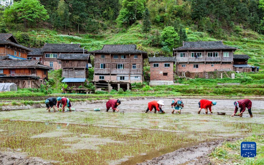 新华时评｜不负春光，跑好农业生产“第一棒”