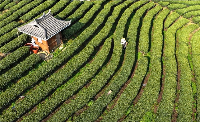 广西三江：早春茶飘香