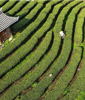 广西三江：早春茶飘香