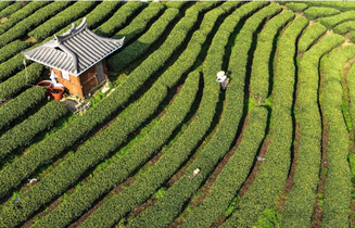 广西三江：早春茶飘香