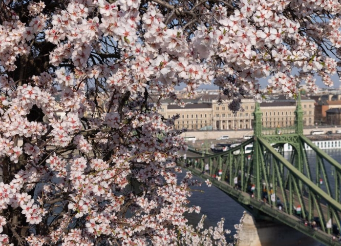 布达佩斯：杏花盛开