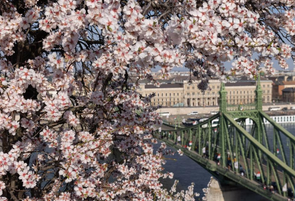 布达佩斯：杏花盛开