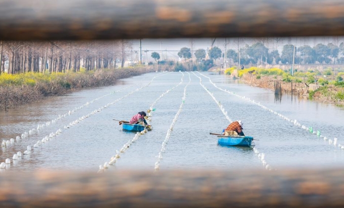 江苏泗洪：初春种蚌忙