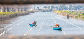 江苏泗洪：初春种蚌忙