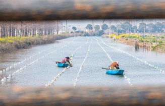 江苏泗洪：初春种蚌忙