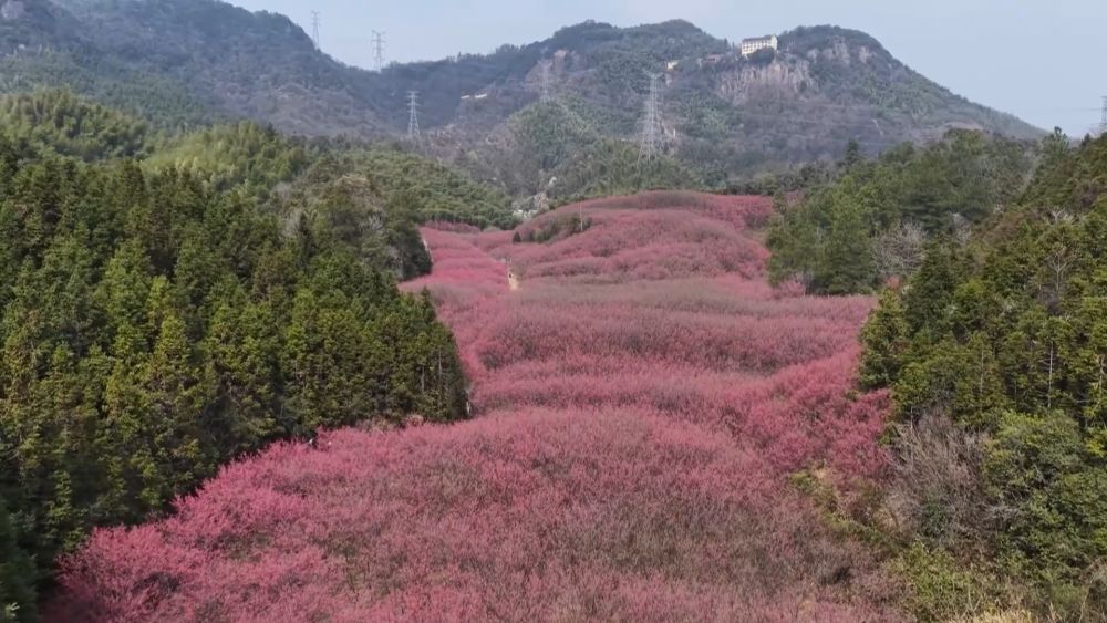 春日盛景赋能“花经济” 文旅融合焕发新活力