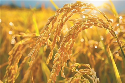 聚焦“三农”关切 共启振兴新程