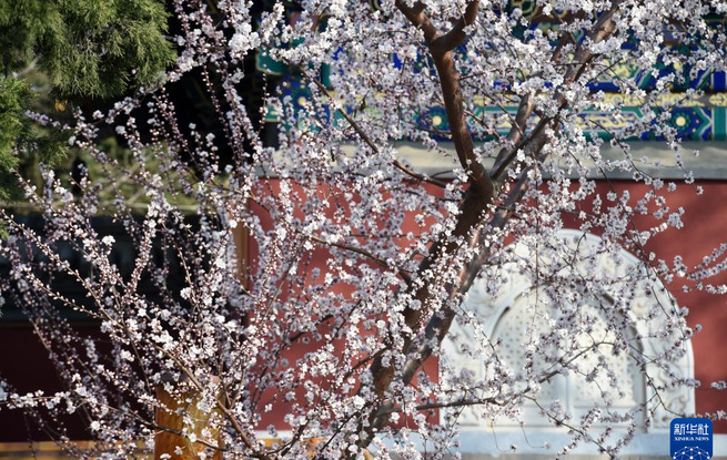 又见京城花满枝