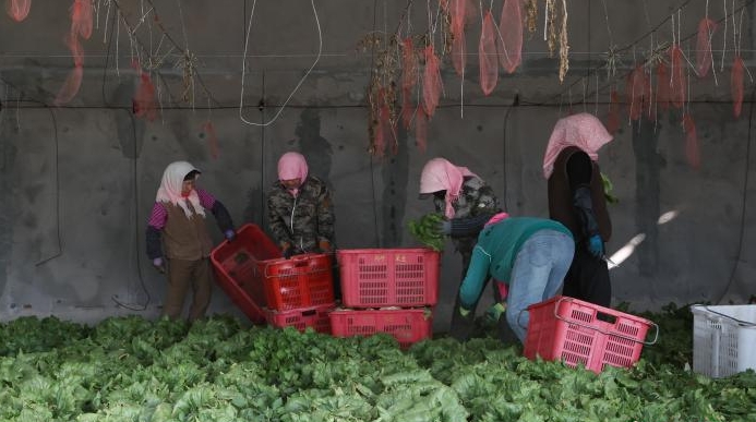 宁夏银川：大棚经济“蔬”写春日好丰景