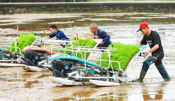 四川合江插下“天府粮仓”第一秧
