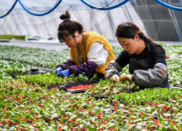 山西运城：春日育苗备耕忙