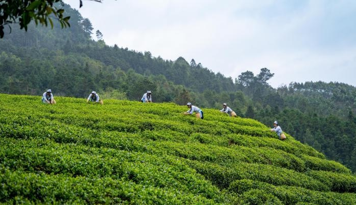 广西金秀：茶叶铺就增收致富路