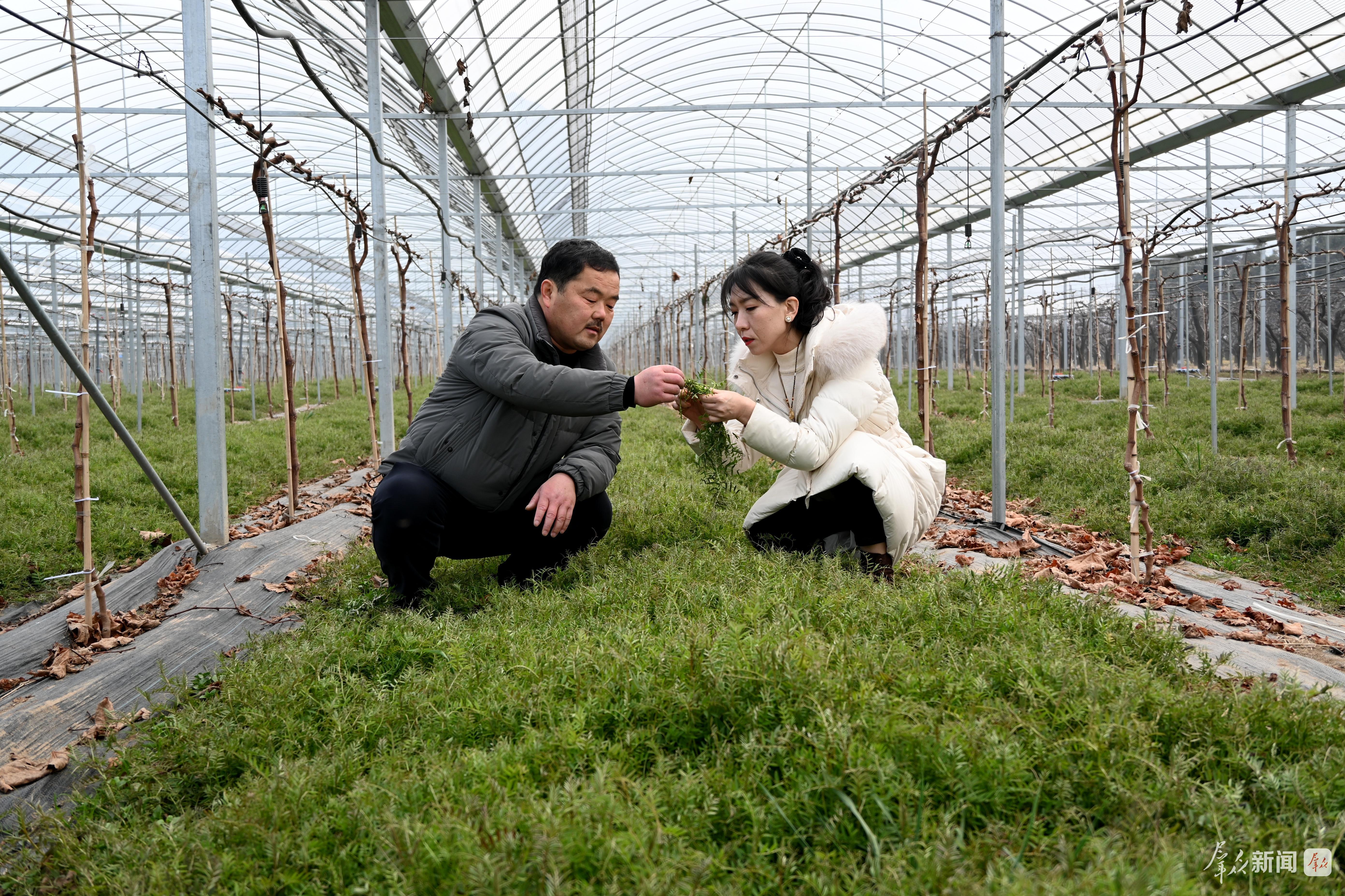 西安以绿色“三部曲”提升农业产业核心竞争力